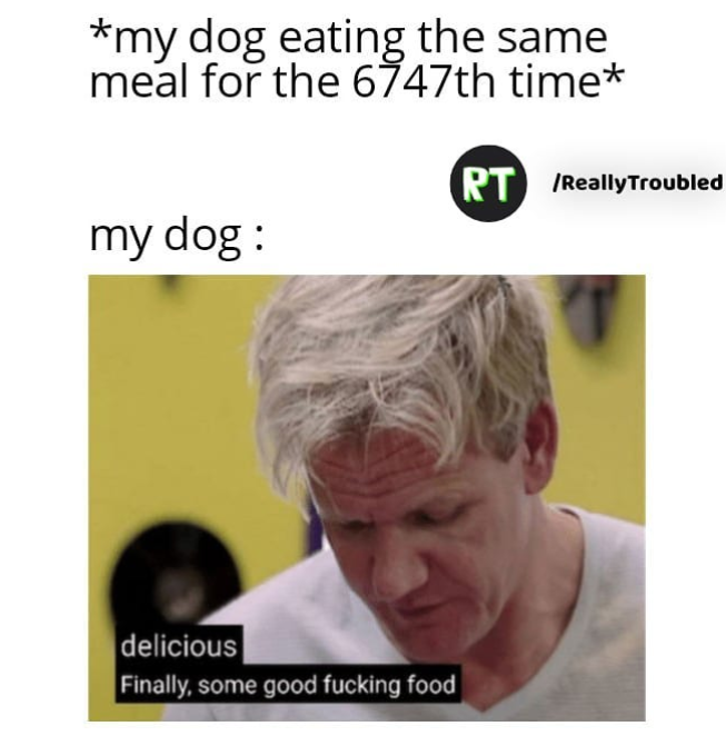 My Dog Meme