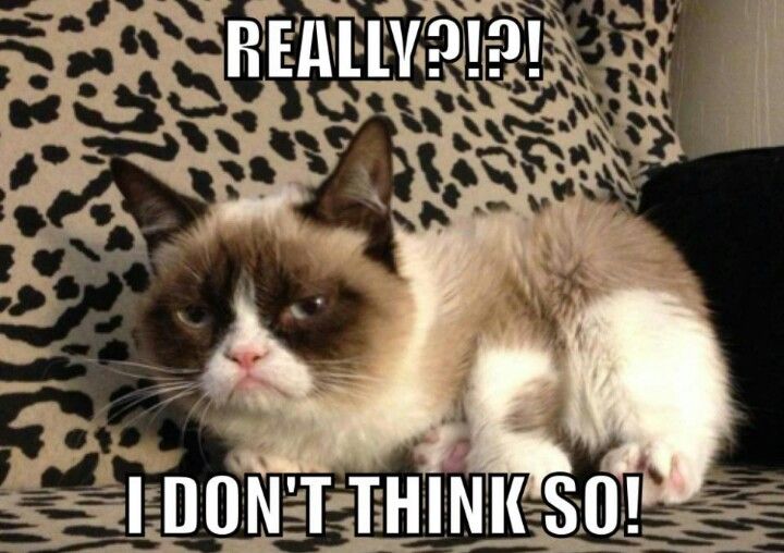 Dead Memes: Grumpy Cat