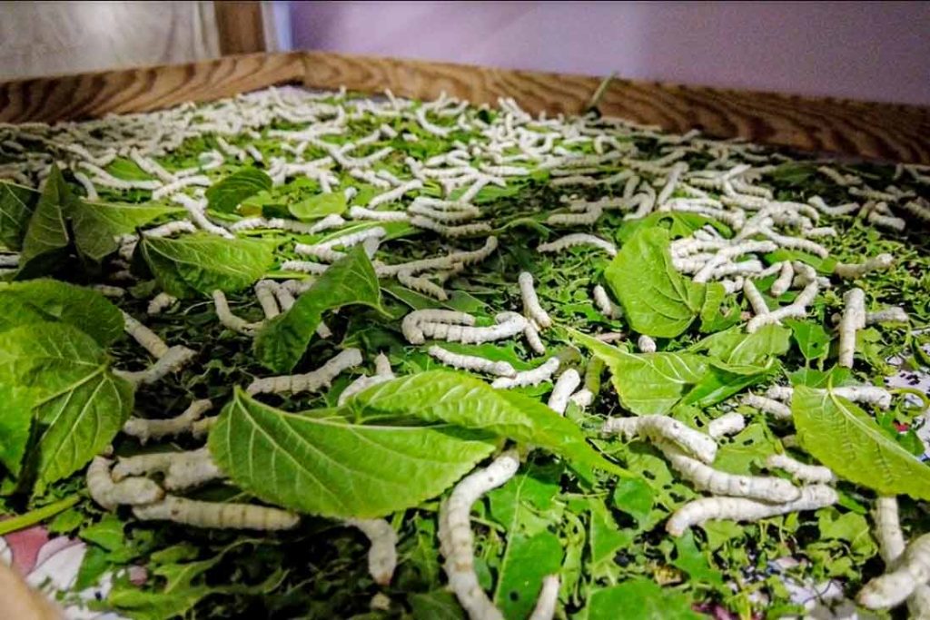 Silkworm caterpillars feeding on leaves (Photo credit: Storyteller.com, IOM/Begüm Başaran)