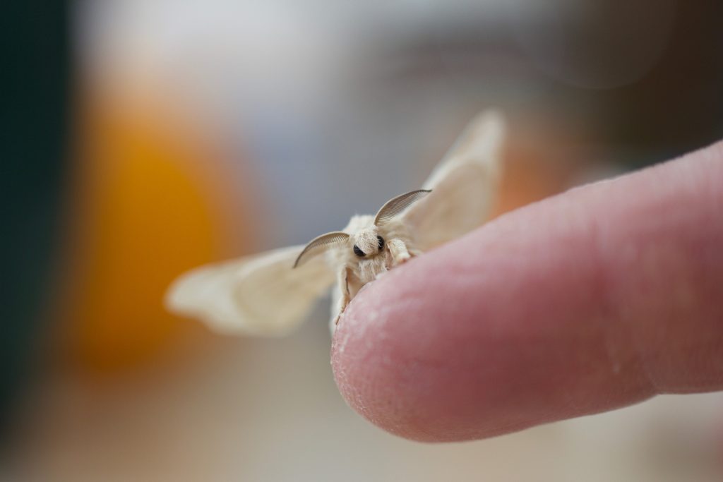 Silk Moth Image 