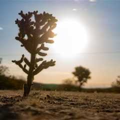 Solar Social 2025 – Desert Days, Galactic Nights