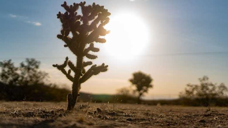 Solar Social 2025 – Desert Days, Galactic Nights